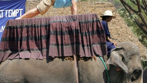 Chiang Mai, THAILAND: Ashrita Furman of the US performs squat thrusts, a traditional gymnastic exercise, while balancing on the back of an elephant in an attempt to make the Guinness Book of Records at the Mae Taman Elephant Park in Chiang Mai province, northern Thailand, 22 February 2007. Furman, a holder of numerous Guiness Book of Records titles, completed 40 squat thrusts in one minute with the hope of attaining the record. AFP PHOTO/PORNCHAI KITTIWONGSAKUL (Photo credit should read PORNCHAI KITTIWONGSAKUL/AFP via Getty Images)