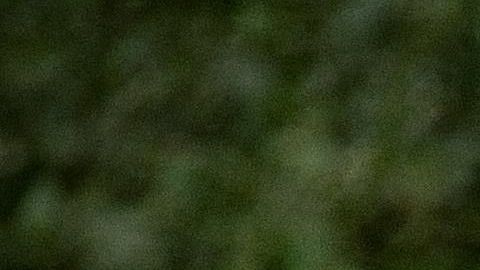 Dos tigres escaparon de un zoológico en Georgia tras el paso de un tornado