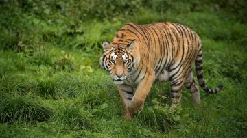 Dos tigres escaparon de un zoológico en Georgia tras el paso de un tornado