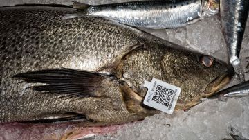 México lanza plan contra tráfico de totoaba, pez afrodisiaco en China y llamado "La cocaína del mar"