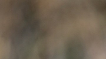 Juan De Dios Ramírez Perales, entrenador interino de Pumas de la UNAM.