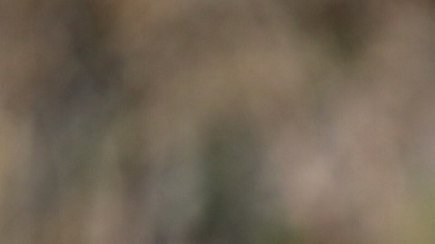Juan De Dios Ramírez Perales, entrenador interino de Pumas de la UNAM.