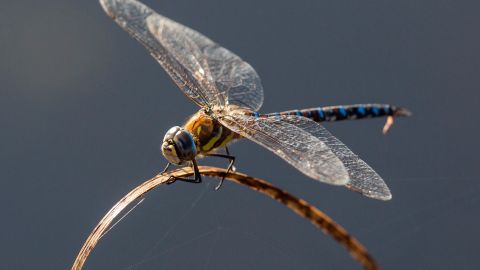 Insectos en peligro de extinción