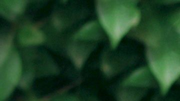 Irma Serrano, La Tigresa, en 2005.