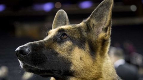 Abandonar a una mascota se considera un delito menor de Clase A