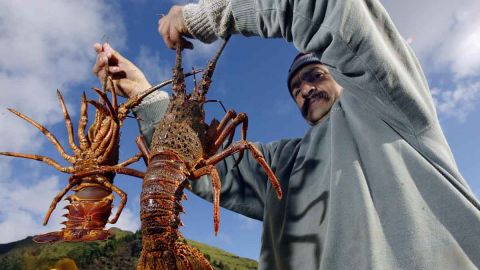 La especie de langosta conocida como Panulirus argus, sólo vive en la zona occidental del Océano Atlántico