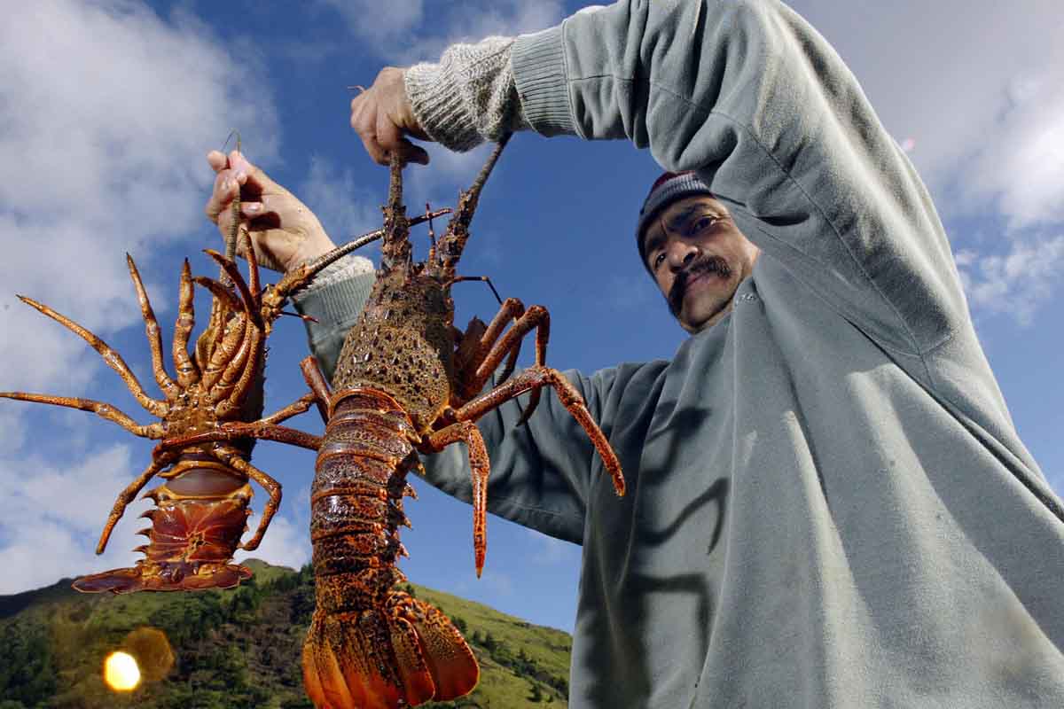 A lo largo de casi cuatro años, Aifa Seafood, Inc. obtuvo enormes ganancias procedentes del fraudulento comercio de crustáceos extraídos en su gran mayoría del litoral haitiano.