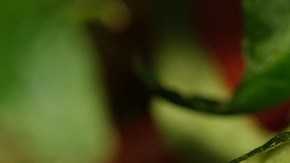 Investigadores israelíes publican que las plantas de tomate y tabaco estresadas emiten sonidos de un volumen comparable al de una conversación humana normal. / Foto: Getty Images