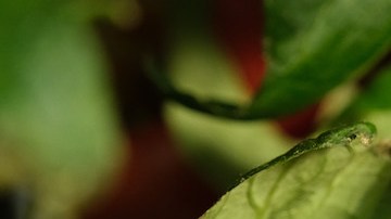 Investigadores israelíes publican que las plantas de tomate y tabaco estresadas emiten sonidos de un volumen comparable al de una conversación humana normal. / Foto: Getty Images