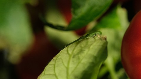 Investigadores israelíes publican que las plantas de tomate y tabaco estresadas emiten sonidos de un volumen comparable al de una conversación humana normal. / Foto: Getty Images