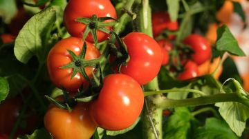 Investigadores israelíes publican que las plantas de tomate y tabaco estresadas emiten sonidos de un volumen comparable al de una conversación humana normal. / Foto: Getty Images