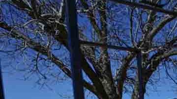 En la barranca de Urique la propiedad que más llamaba la atención era la de "El Chueco"