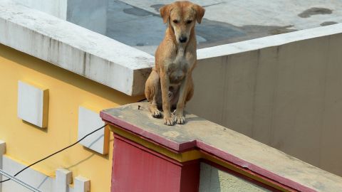 Perrita perdida se reencuentra con su dueña tras hacerse viral un vídeo en el que la esperaba bajo la lluvia