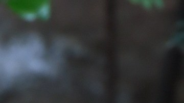 Perros mapache del mercado chino de Wuhan estarían relacionados con el origen del Covid-19