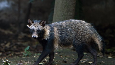 Perros mapache del mercado chino de Wuhan estarían relacionados con el origen del Covid-19