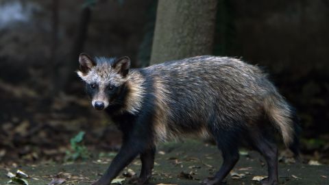 Perros mapache del mercado chino de Wuhan estarían relacionados con el origen del Covid-19