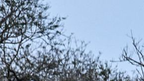 Policía estadounidense