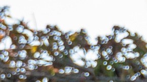 Reencuentro entre Iker Casillas y Chicharito Hernández.