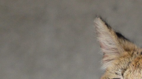 Revelan el estado del “Gato Cocaina” que llegó al Zoológico de Cincinnati