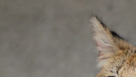 Revelan el estado del “Gato Cocaina” que llegó al Zoológico de Cincinnati