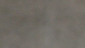 Revelan el estado del “Gato Cocaina” que llegó al Zoológico de Cincinnati