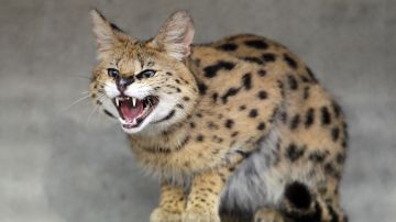 Revelan el estado del “Gato Cocaina” que llegó al Zoológico de Cincinnati