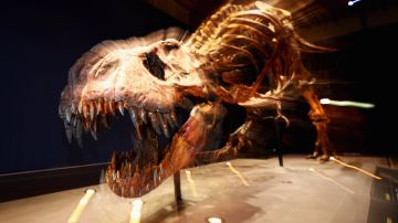 Revelan nuevos detalles sobre la aterradora boca del T. Rex