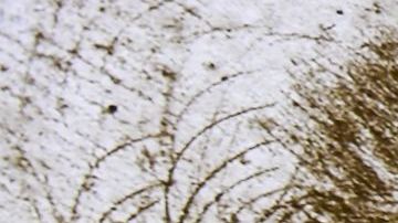 Revelan que Leonardo da Vinci era hijo de una esclava traficada hacia Italia