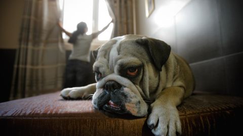 Tener mascota puede hacerte padecer insomnio