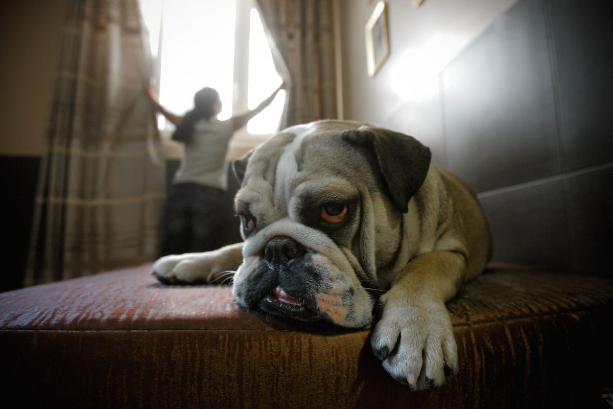 Los autores del estudio descubrieron que tener un perro se asociaba con mayores probabilidades de padecer un trastorno del sueño y problemas para dormir. / Foto: Getty Images