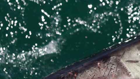 Hace unos días un pescador de Pensacola Beach atrapó a otro tiburón blanco