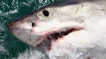 Hace unos días un pescador de Pensacola Beach atrapó a otro tiburón blanco