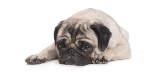 La ansiedad de los perros se ve parecida a la de los cerebros humanos