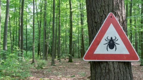 Bebesiosis: la enfermedad trasmitida por garrapatas ya está en 8 estados de EE. UU.