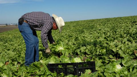 Los trabajadores sin documentos son parte fundamental de la fuerza laboral de California.