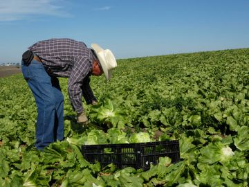 Los trabajadores sin documentos son parte fundamental de la fuerza laboral de California.