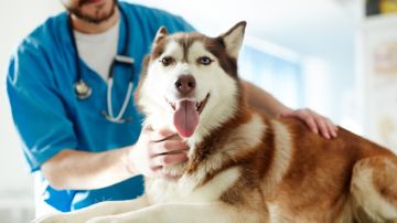 Mascotas podrían trasmitir enfermedades resistentes a los antibióticos a sus dueños, según una nueva investigación