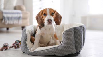 Retiran más de 60 suplementos para perro del mercado estadounidense por causar parálisis o muerte