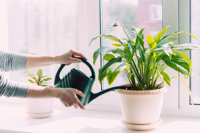Las plantas en el hogar fomentan la energía positiva, según el Feng Shui.