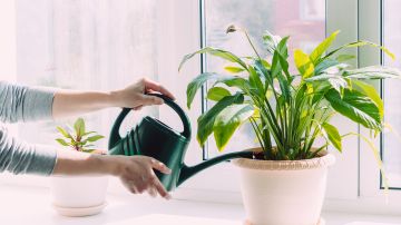 Las plantas en el hogar fomentan la energía positiva, según el Feng Shui.