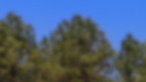 Imagen de una casa y en el frente del jardín, un letrero de "se vende" en color rojo y blanco.