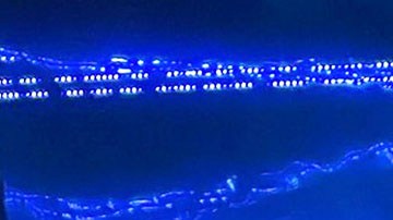 Galilea Montijo quiere llegar a OnlyFans | Mezcalent.