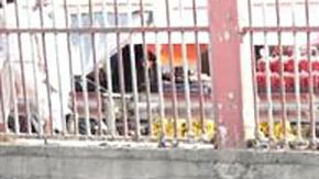 El duro operativo del Talibán para sacar a los drogadictos de las calles