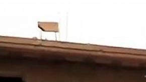 Ataque contra civiles que recogían trufas deja 31 muertos en Siria