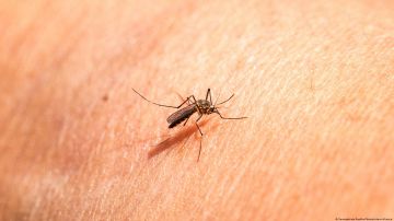Mosquitos de laboratorio, nueva arma contra enfermedades infecciosas que matan a 600,000 personas al año