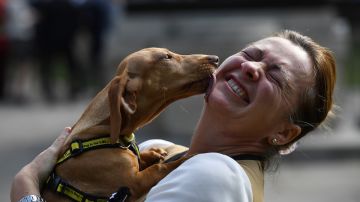 Mientras que ocho de cada 10 afirman que sus mascotas son su principal fuente de alegría. / Foto: Getty Images