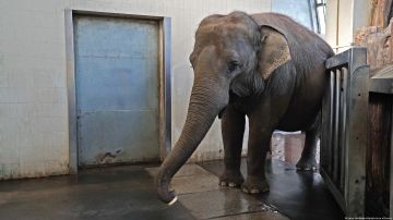 Un elefante del zoo de Berlín aprende por sí mismo a pelar plátanos