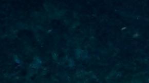 Tesoro oculto: hallan inmenso arrecife de coral virgen en reserva marina de Galápagos