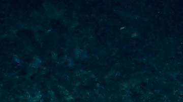 Tesoro oculto: hallan inmenso arrecife de coral virgen en reserva marina de Galápagos
