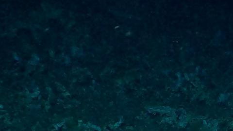 Tesoro oculto: hallan inmenso arrecife de coral virgen en reserva marina de Galápagos